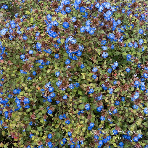 Ceratostigma