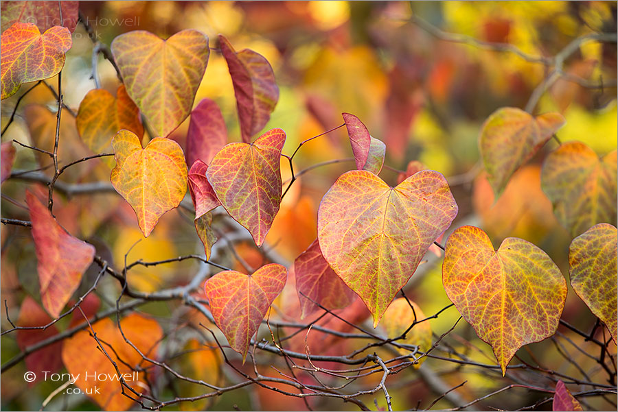 Cercis canadensis, Autumn