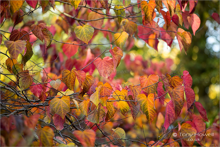 Cercis canadensis, Autumn