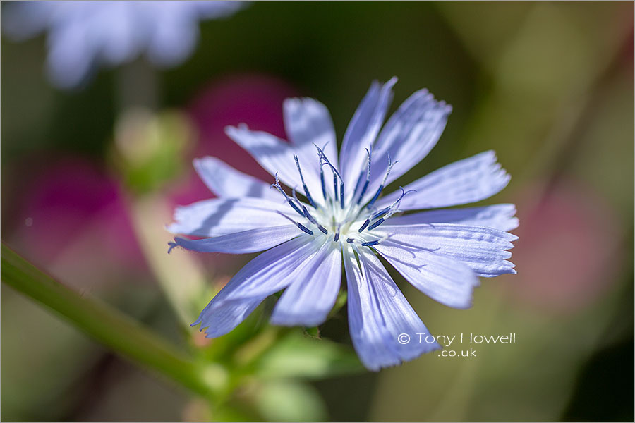 Chicory Flower, Cichorium intybus