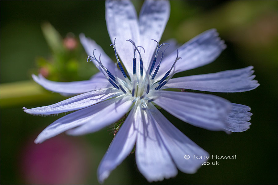 Chicory Flower, Cichorium intybus