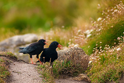 Choughs-Lands-End-Cornwall