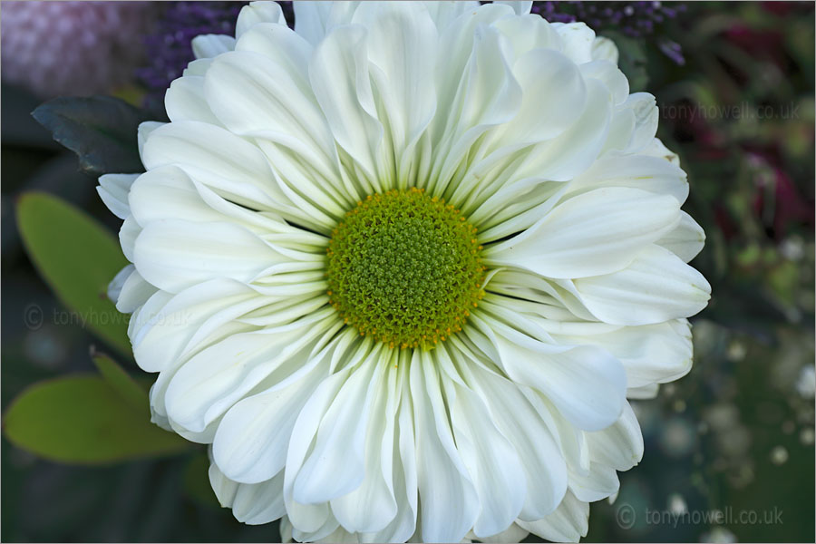 Chrysanthemum