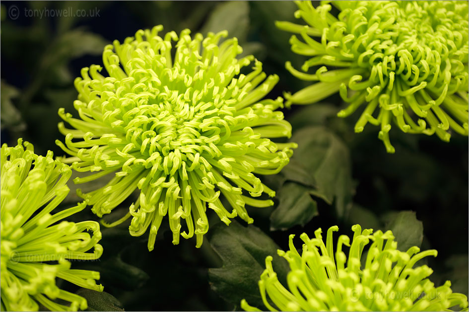 Chrysanthemum 