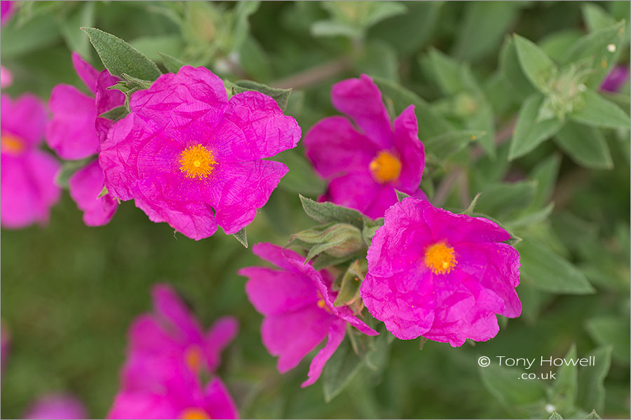 Cistus x pulverulentus 