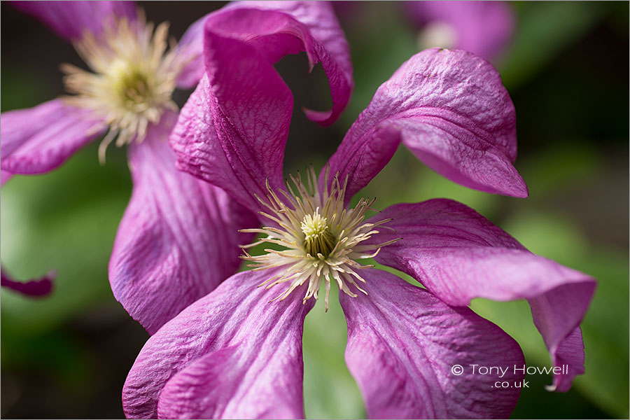 Clematis viticella 