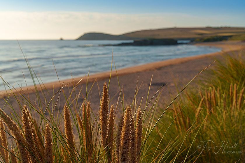 Constantine Bay, Marram grass in flower
