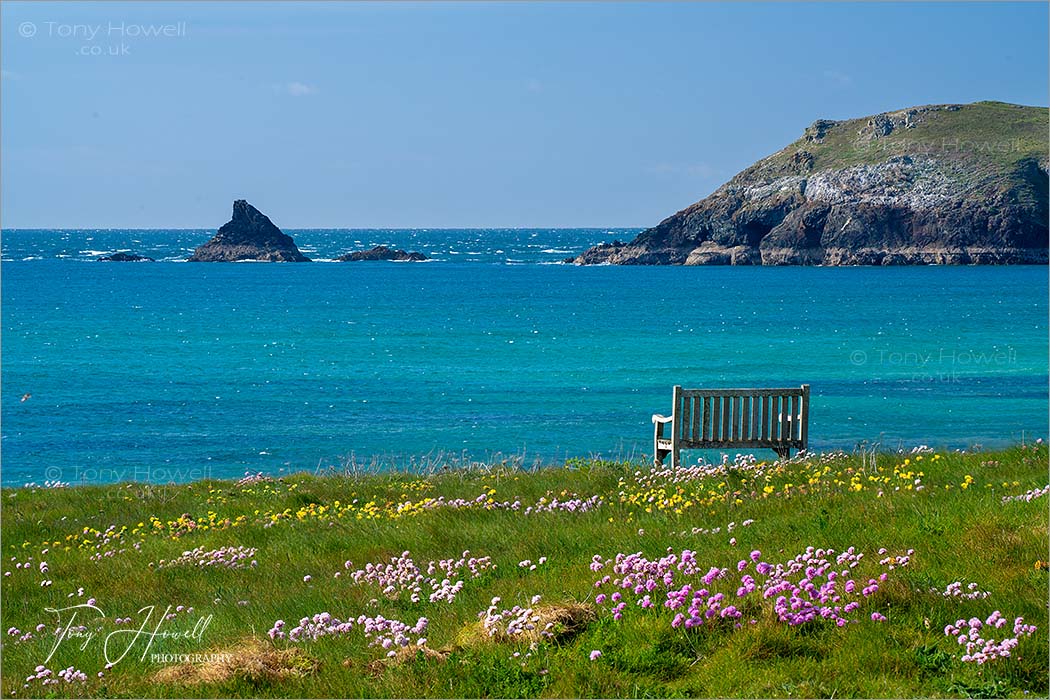 Constantine Bay Sea Pinks