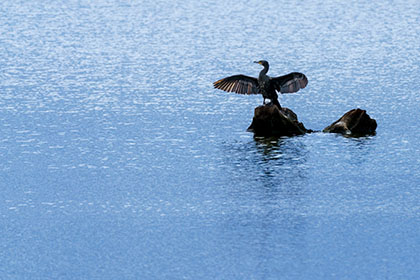 Cormorant-Drying-Wings-Argal-Lake-Cornwall