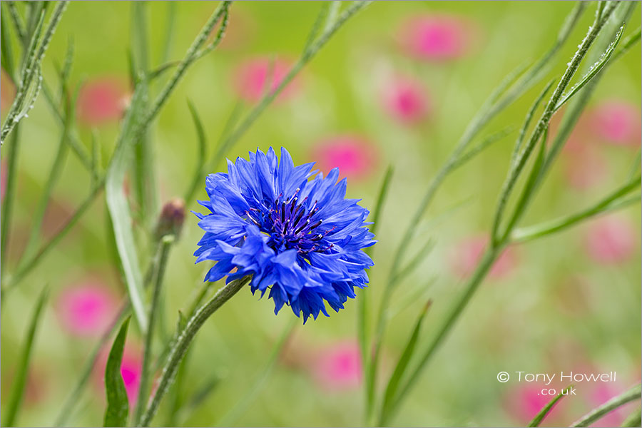 Cornflower - Centaurea cyanus