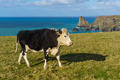 Cow-Bossiney-Tintagel-Cornwall