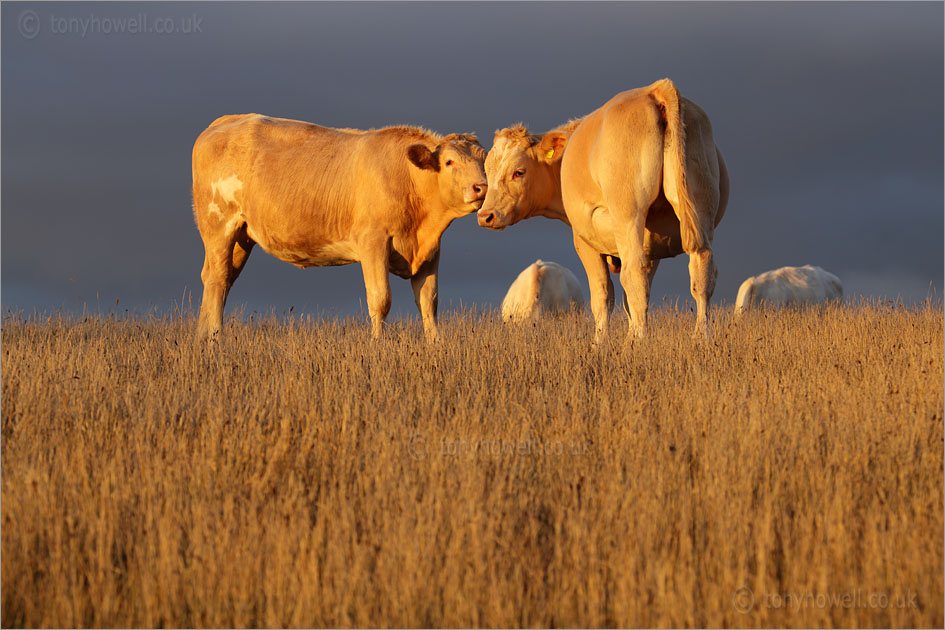 Brown Cows