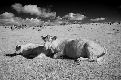 Cows-Hurlers-Stone-Circle-Infrared-Cornwall
