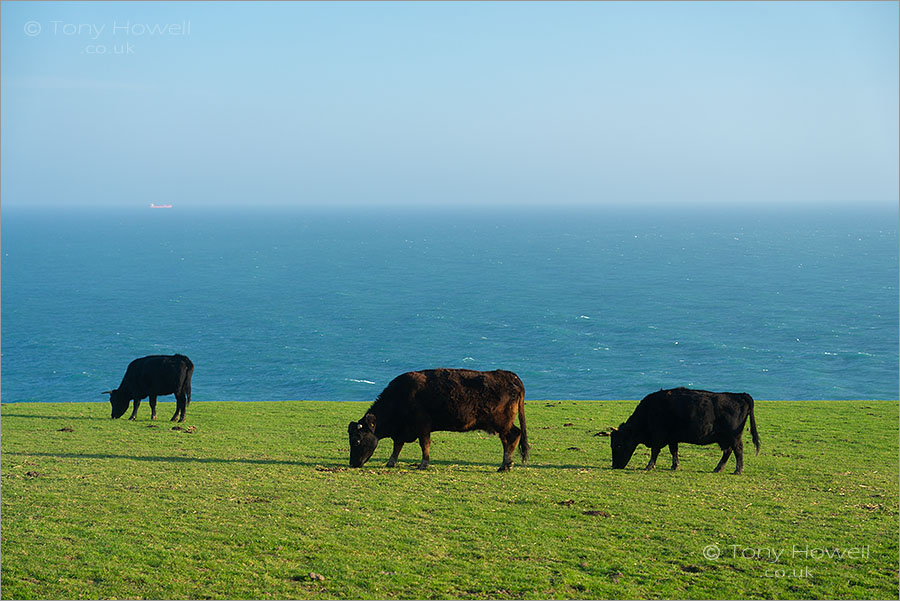 Cows, Lizard Point