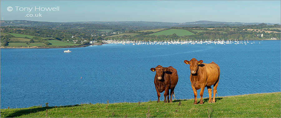 Cows, Mylor, Carrick Roads