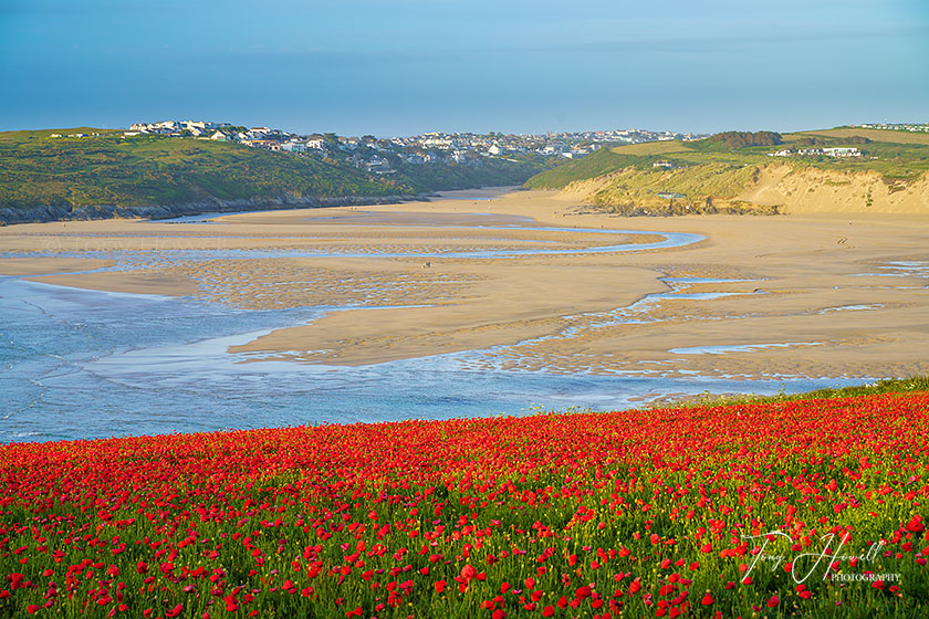 Crantock Beach, Poppies