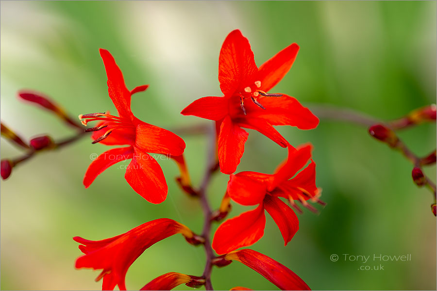 Crocosmia 