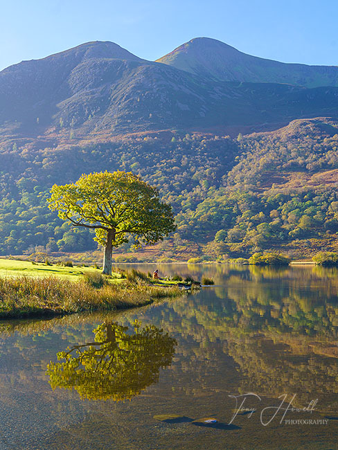 Crummock Water, Oak Tree