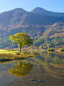 Crummock-Water-Oak-Tree-Lake-District-Cumbria
