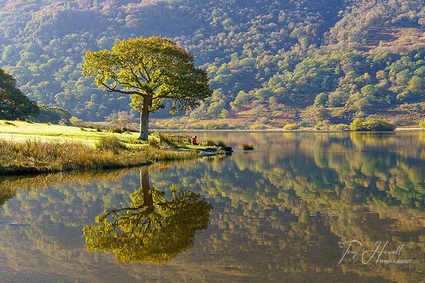 Crummock Water, Oak Tree