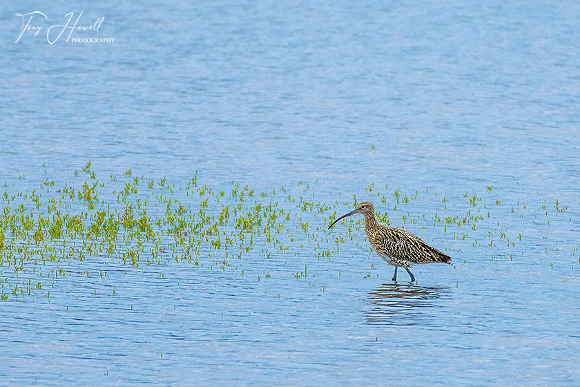 Curlew, Hayle Estuary