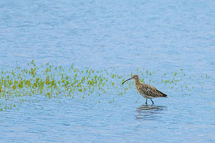 Curlew-Hayle-Estuary-Cornwall