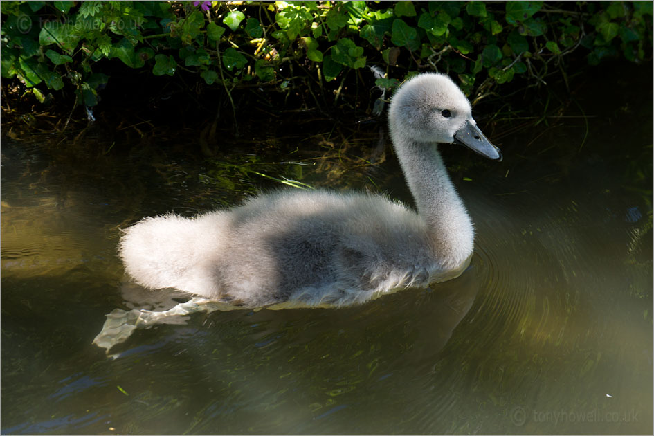 Cygnet
