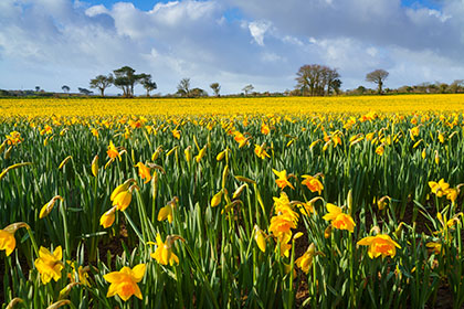 Daffodil-Field-Penzance-Cornwall