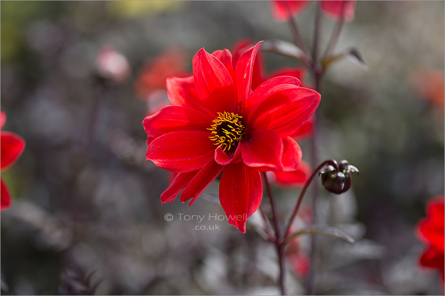 Dahlia Bishop of Llandaff