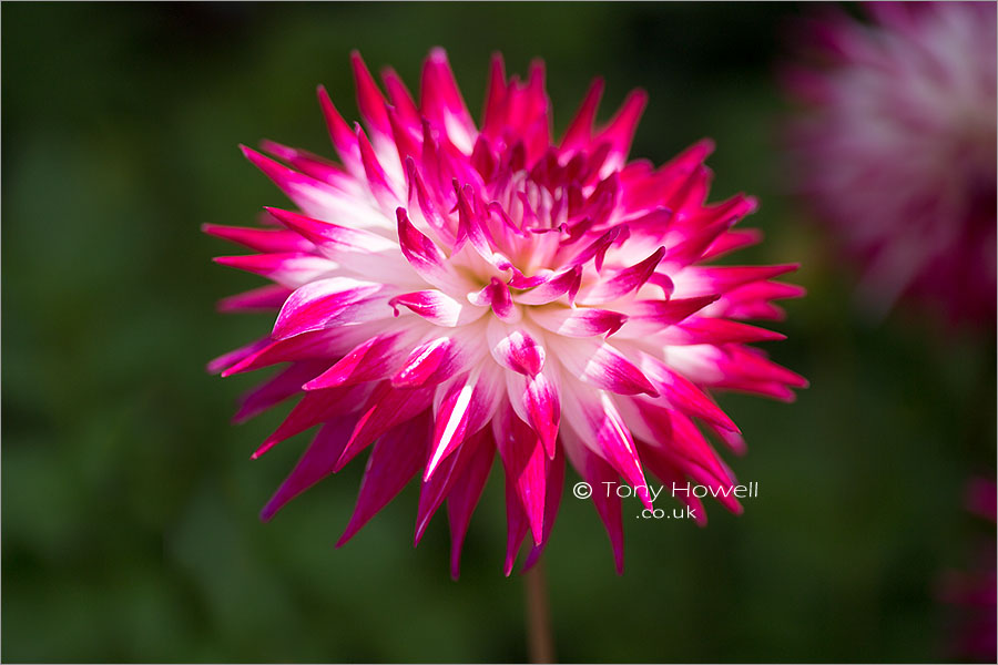 Dahlia Geerlings Sorbet