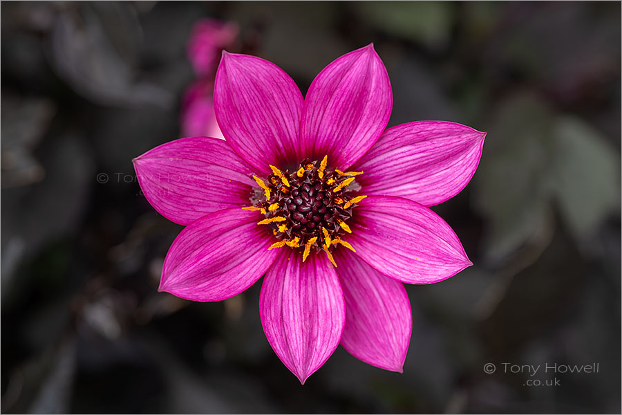 Dahlia 