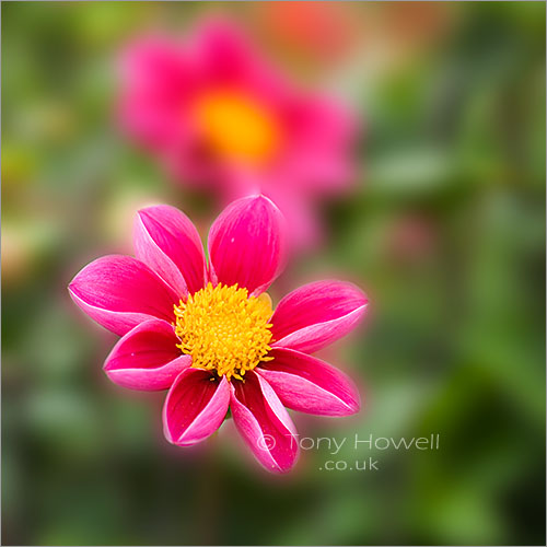 Dahlia