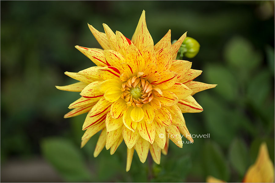 Dahlia Striped Vulcan