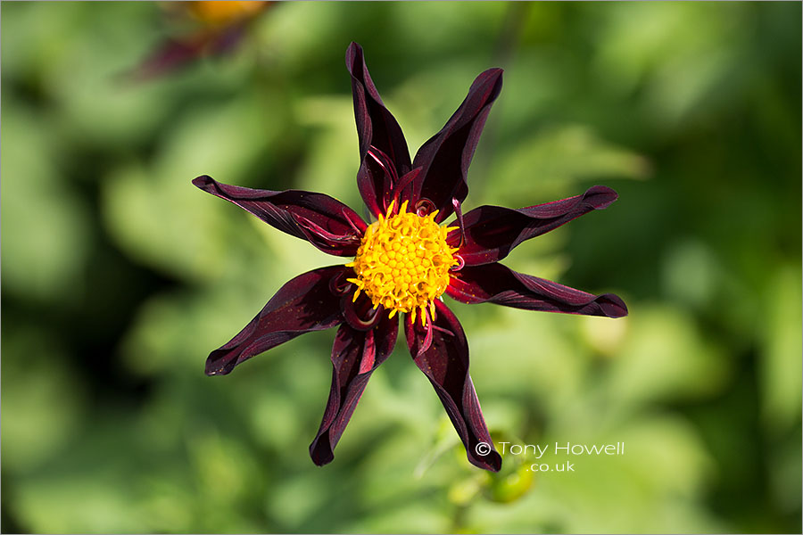 Dahlia Verrones Obsidian