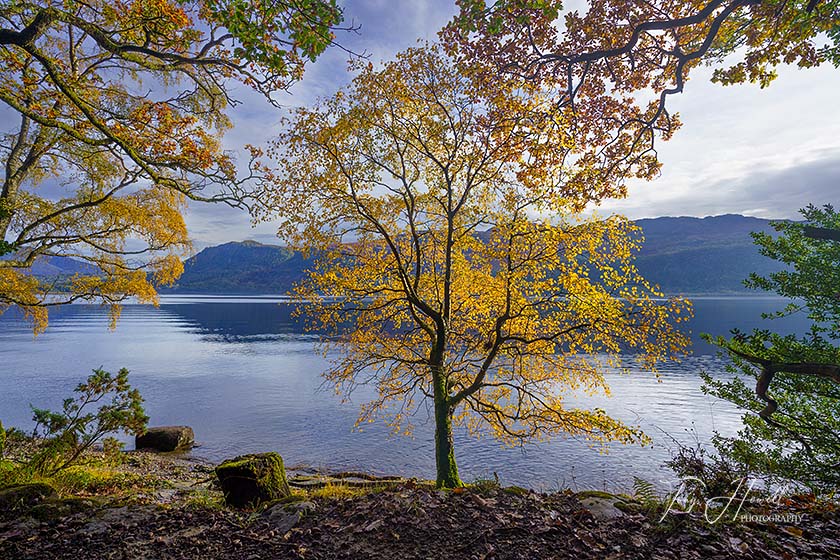 Derwent Water, Birch Tree