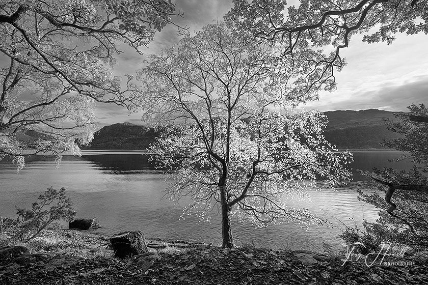 Derwent Water, Birch Tree