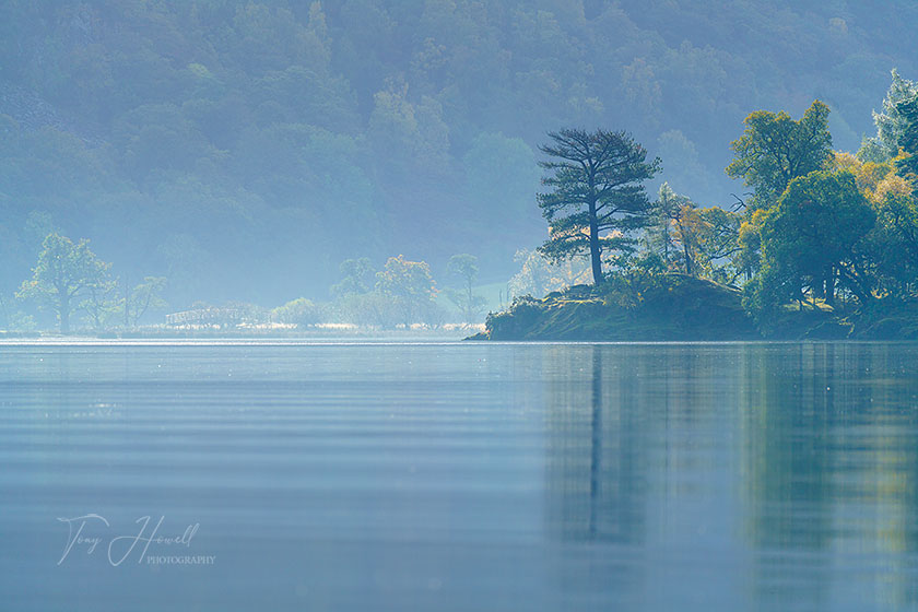 Derwent Water, Pine Tree