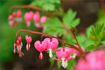 Dicentra - Bleeding Hearts