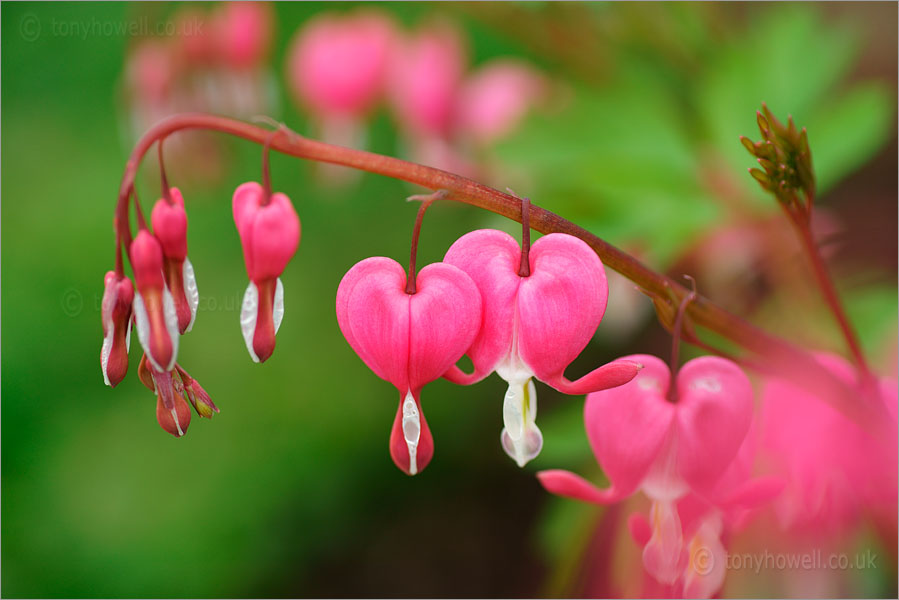 Dicentra - Bleeding Hearts