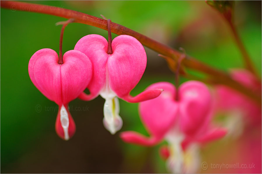 Dicentra - Bleeding Hearts