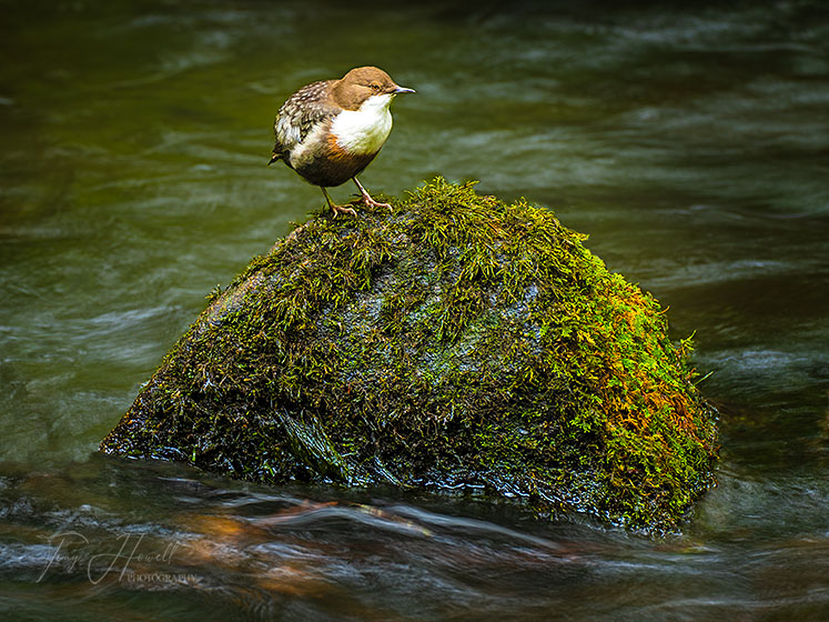 Dipper, Golitha Falls, River Fowey