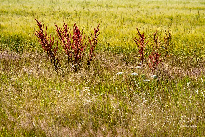 Dock Flowers, Wheat Field, North Cliffs