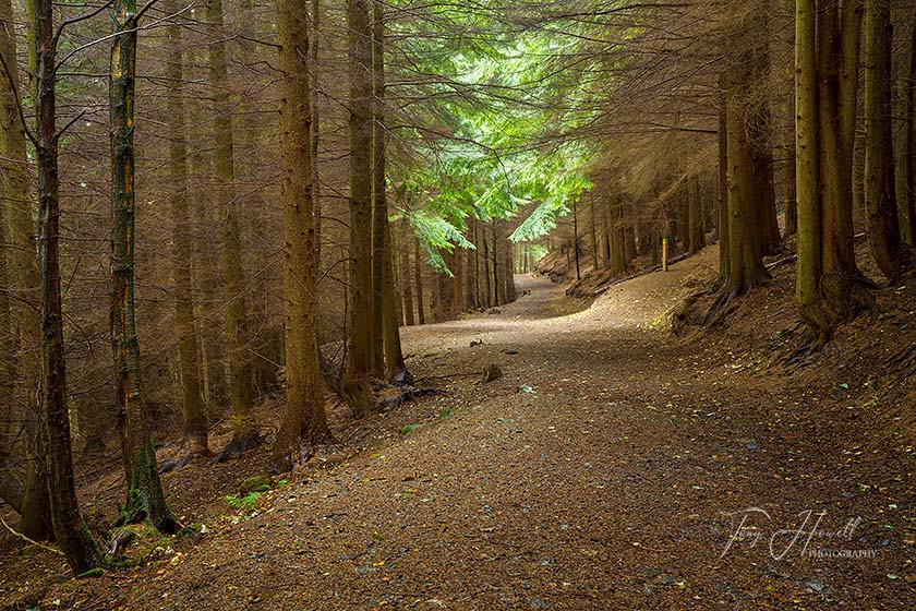 Dodd Wood, near Bassenthwaite Lake