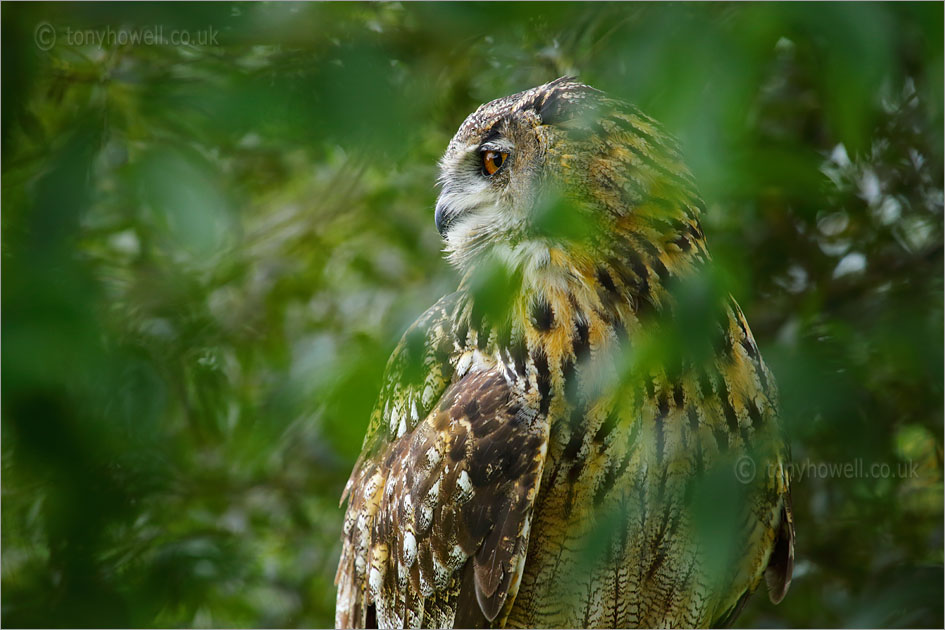 Eagle Owl