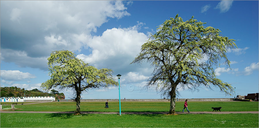 Elm Trees in flower, Paignton