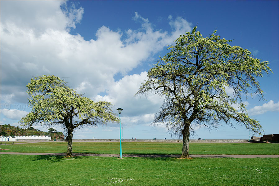 Elm Trees in flower, Paignton