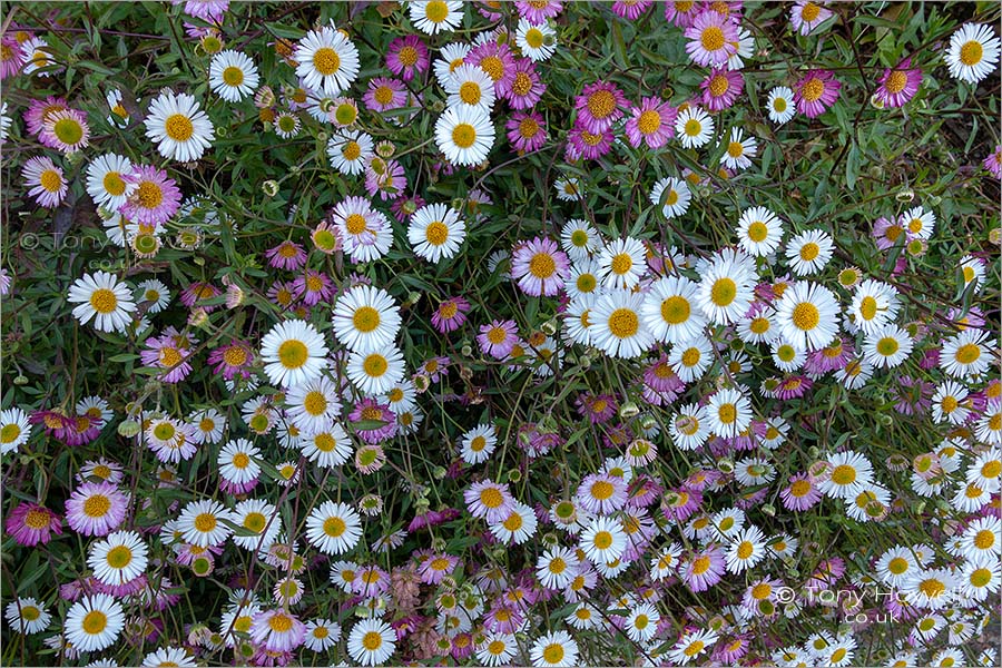 Erigeron, Fleabane, Daisies