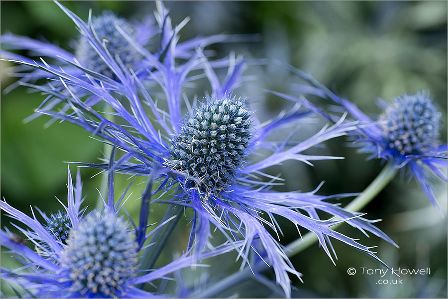 Eryngium bourgatii