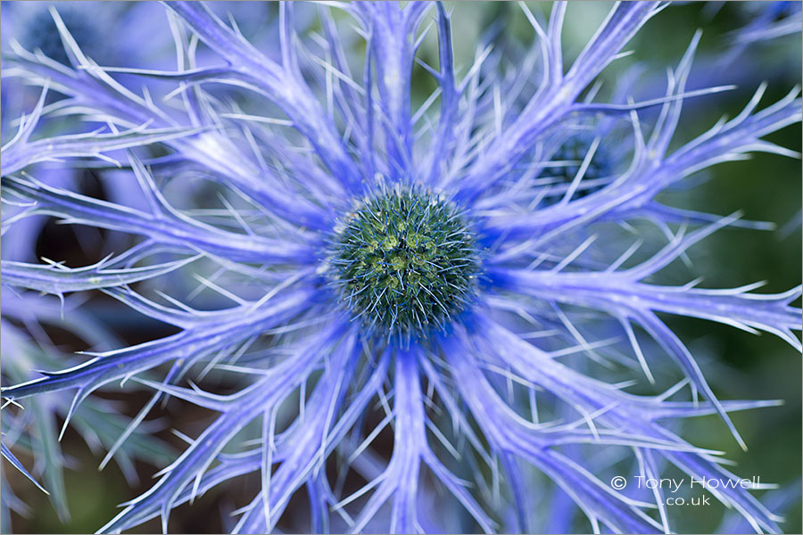 Eryngium bourgatii