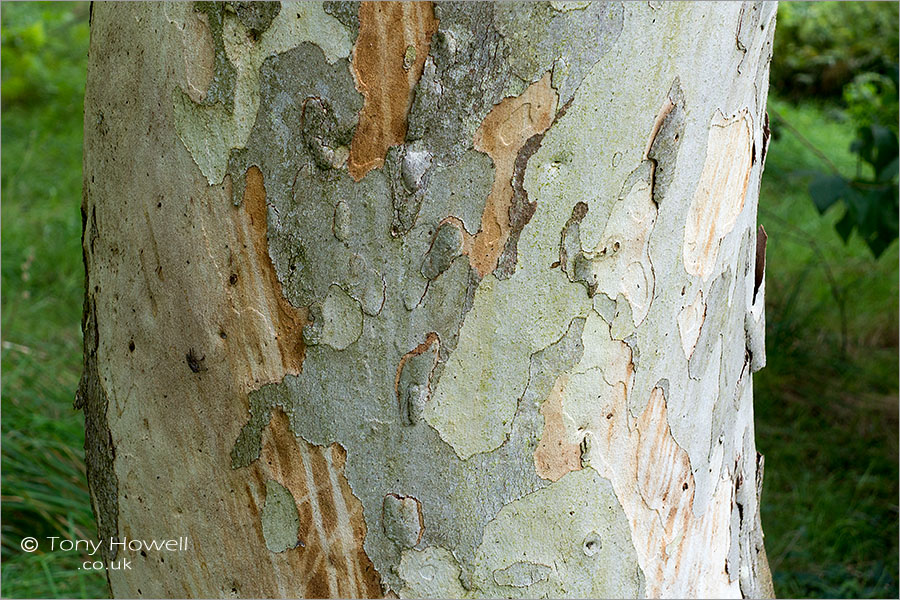 Eucalyptus, Snow Gum